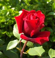 Rose Garden Flower