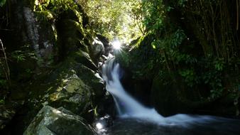 New Zealand totara park Landscape