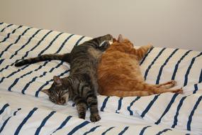 domestic cats sleeping on bed