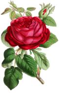 red and green rose flower illustration