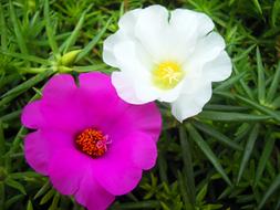 white and pink flower on a grass background