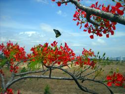 red flowers with a bird in the background