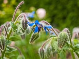 Garden Blue Heal