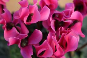 Cyclamen Flowers Pink