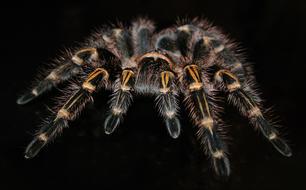 exotic fluffy tarantula on black background