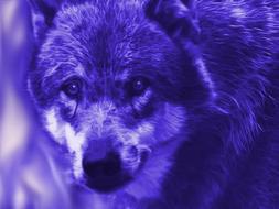 fantastic picture of a wolf in purple