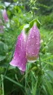 Foxglove Flower Pink