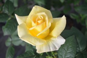 Yellow Rose Horticulture