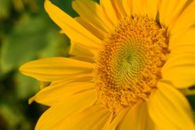 Sunflower Close Up Yellow