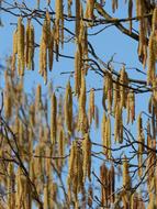 Hazel Flower Flowery
