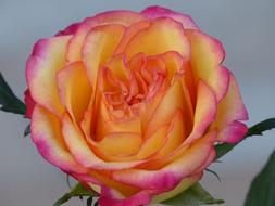 Rose Blossom Bloom Yellow