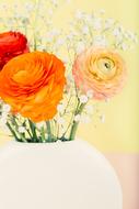 Ranunculus Flower Blossom