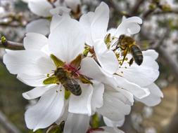 Bees on Almond flowers, macro