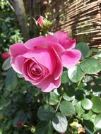 Rambler Pink