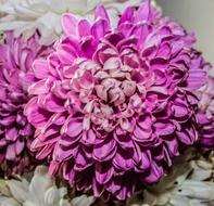 Chrysanthemum Flower Blossom