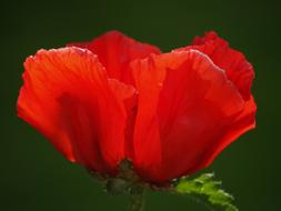 Red Poppy flower closeup view
