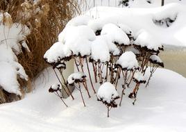 dry plants tops covered with Snow