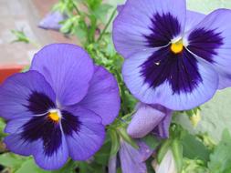 Pansies Flowers