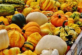 Pumpkins Autumn Decoration