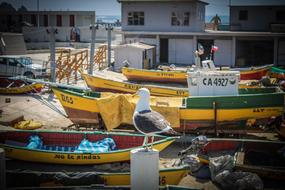 Ave Cove Creek Los Vilos
