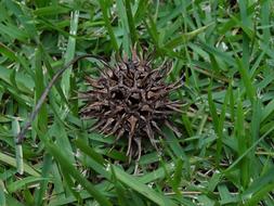 prickly cone in the green grass