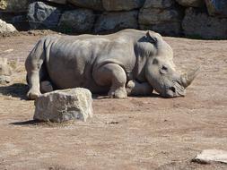 fallen rhinoceros in a zoo