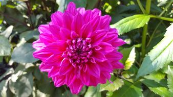 Dahlia Engelhardts Matador pink Flower