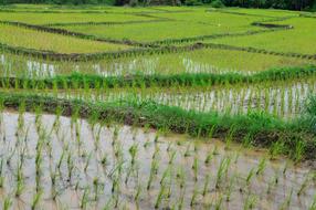 Rice Terrace