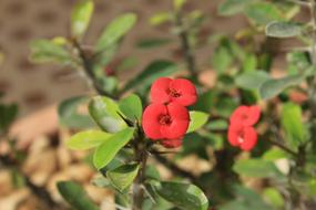 Crown Of Thorns Euphorbia Shaft