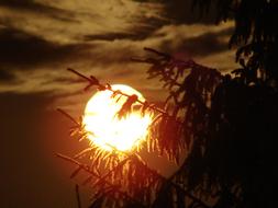 bright full Moon behind Trees