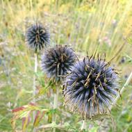 Thistle Meadow Summer