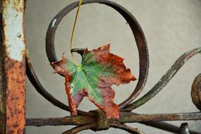 Autumn Leaf Maple Withered