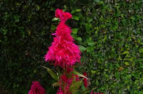 Cockscomb Flower Flora