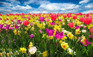 purple, yellow and red tulips on the field