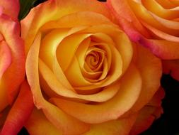 Rose Blossom Bloom