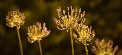 Golden Light Yellow Flowers