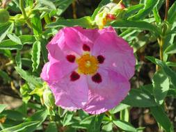 Macro Flower Pink