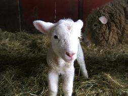Lamb Sheep Farm