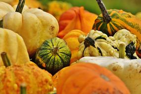 top of pile of colorful Pumpkins, Autumn Decoration