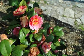 Flower Color Camelia