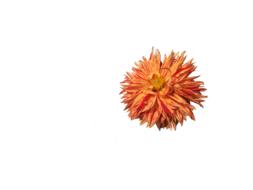 Dahlia Flower Blossom
