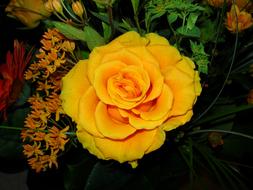 Rose Yellow Flower