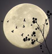 Midnight, bats in Flight at full moon