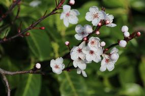 Apple Flower Spring