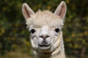 Portrait of the beautiful and cute alpaca near the colorful plants