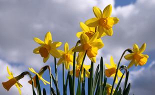 yellow flowers in the grass