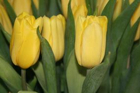 Tulips Flower Flowers