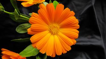 Marigold Calendula Officinalis