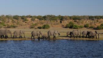 Elephant Africa River