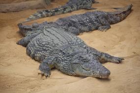 Crocodile Asleep